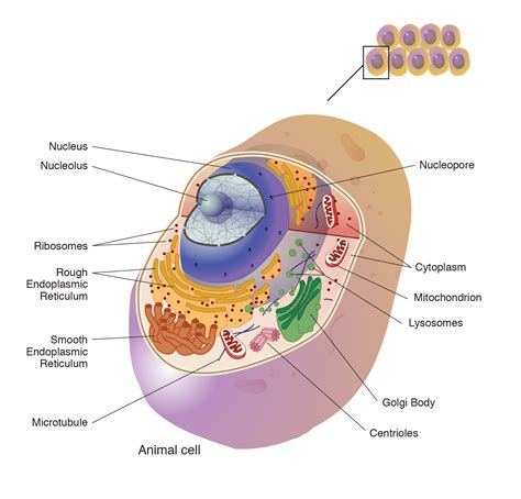 CELL